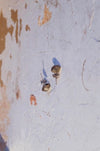 MARKÉTA RICHTEROVÁ - OVALS PURITY EARRINGS
